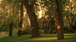 The neighborhood trees, condemned to death